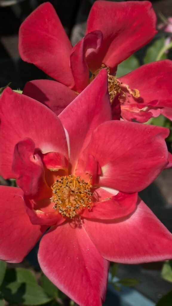 A close-up of a vibrant red shrub rose.