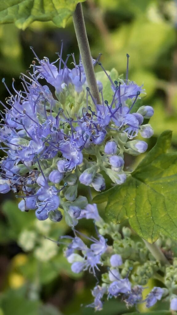 A close-up of spiky, blue Caryopteris flowers.