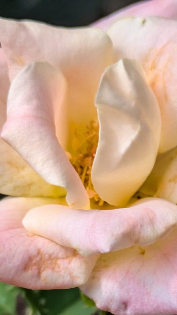 A close-up macro view of a pale pink rose.
