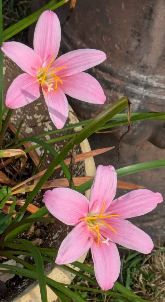 Two vibrant pink rain lilies blooming in a garden pot.