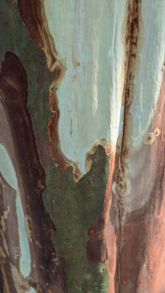 Close-up abstract patterns on colorful peeling crepe myrtle.