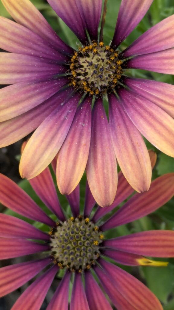 A close-up of two purple and orange African daisies.