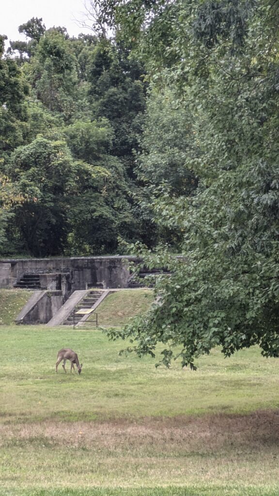 A whitetail deer grazes before an old fortifications at Fort Hunt Park.