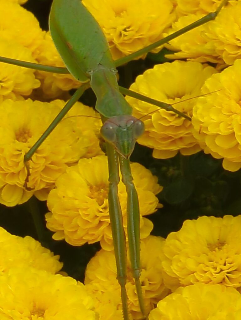 A green praying mantis posing on bright yellow flowers.