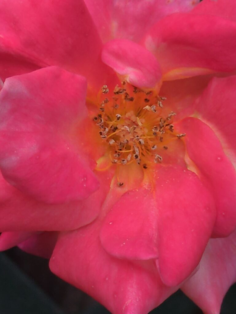 Extreme close-up of a vibrant pink rose in bloom.