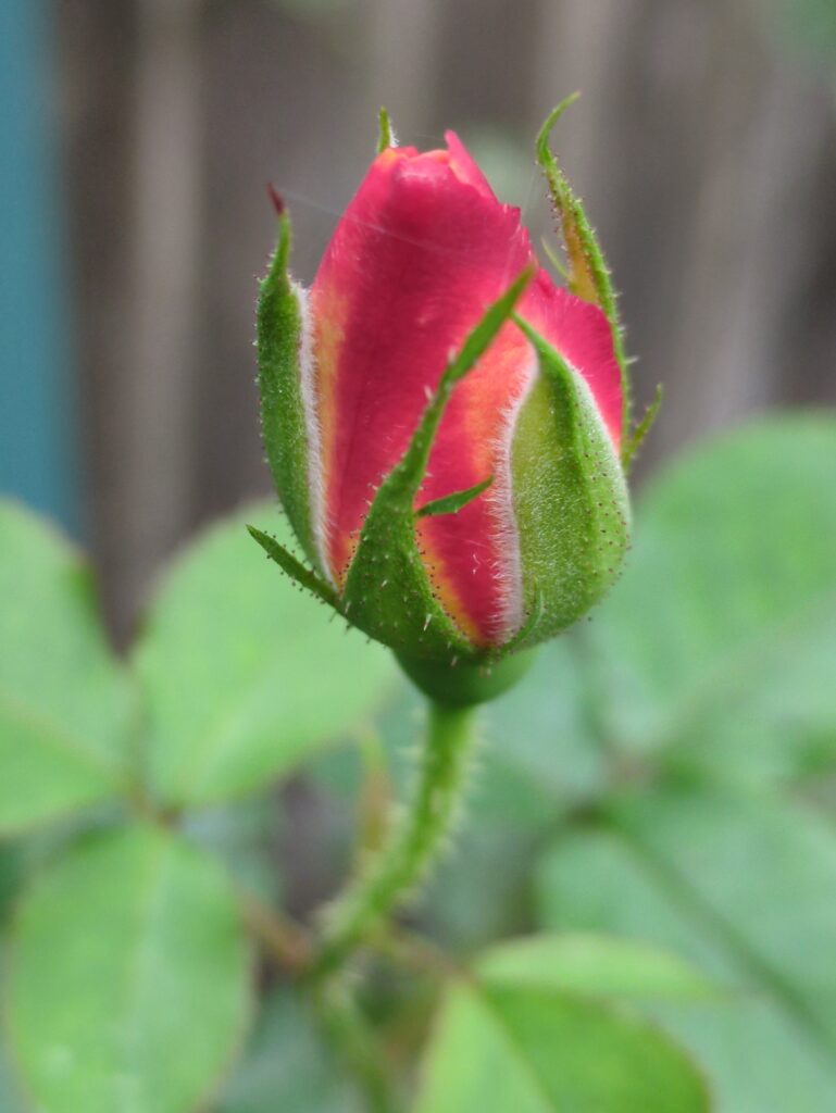 A single, tight pink and orange rosebud before blooming.