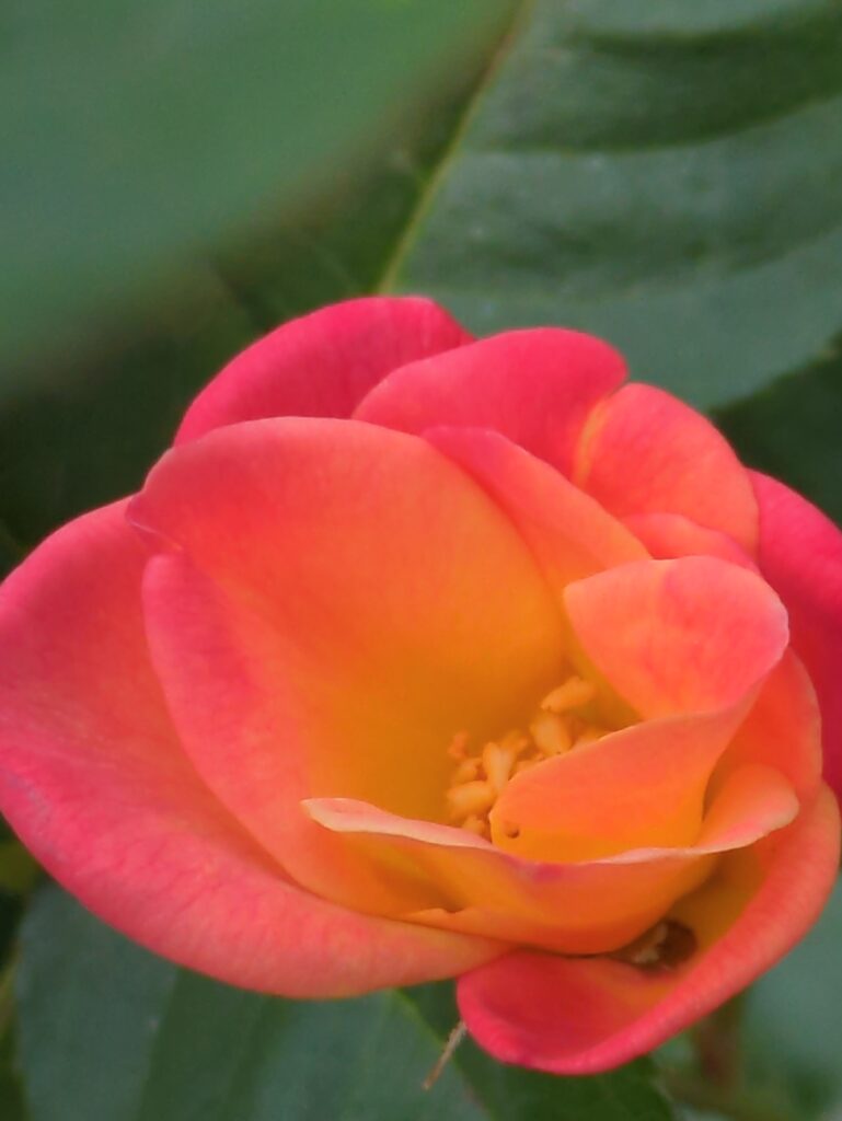 A vibrant pink and orange rose in full bloom.