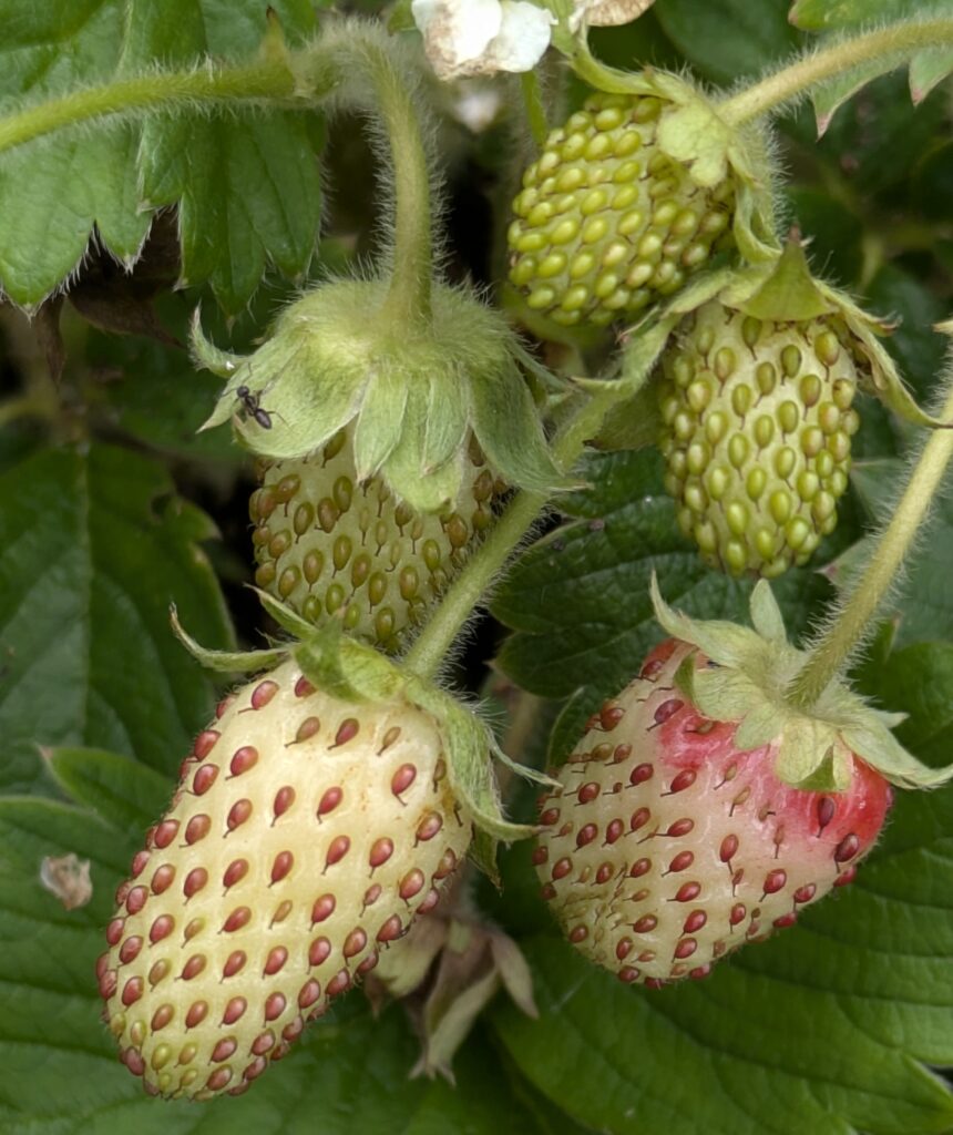 Unripe alpine strawberries ripening on a fuzzy-stemmed plant.