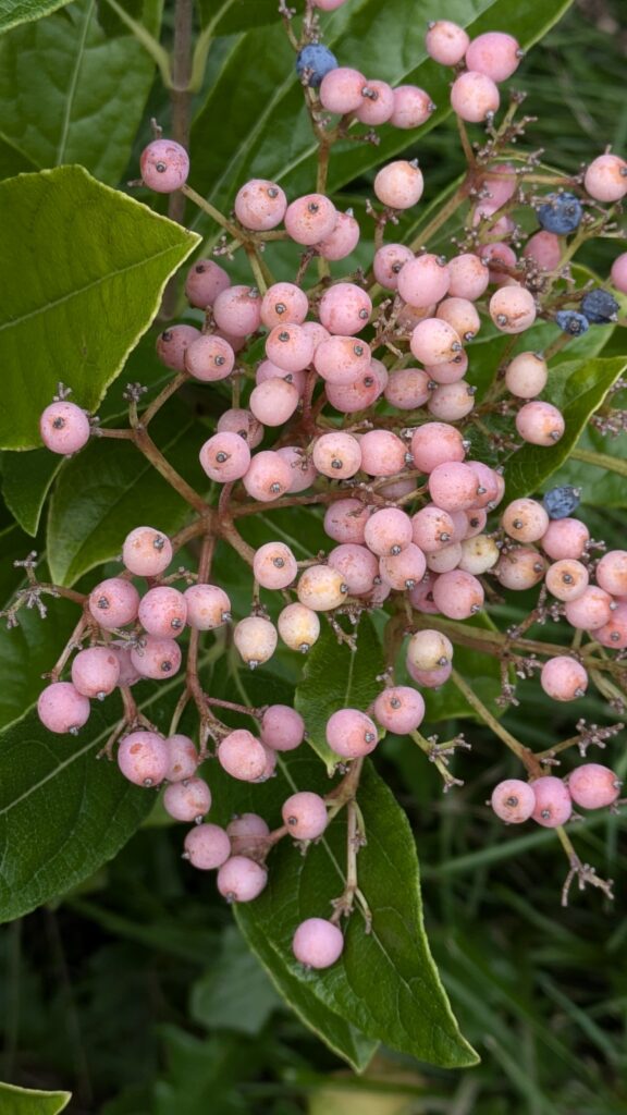 Pink and blue Viburnum dilatatum berries on a branch.