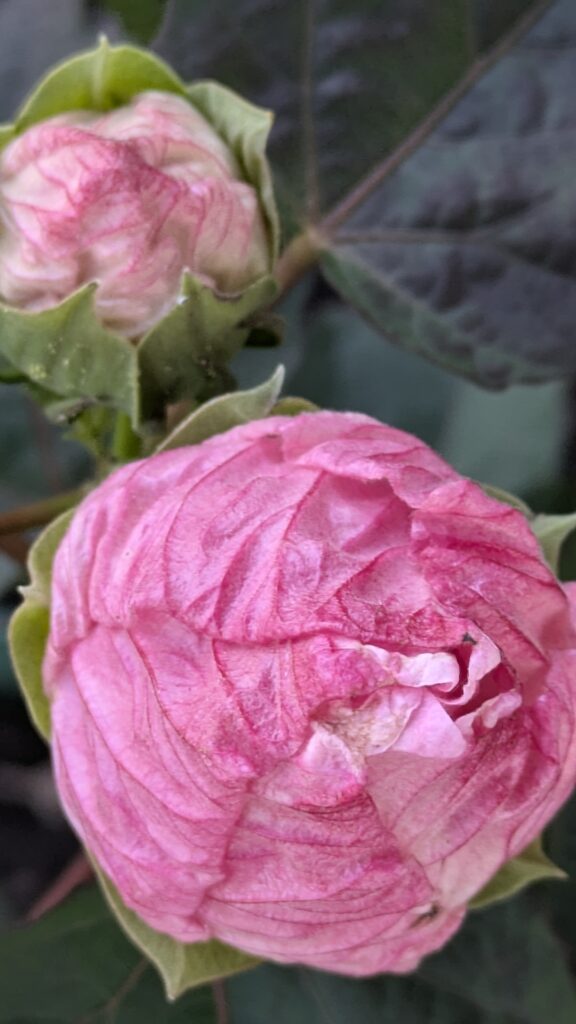 Close-up of pink Confederate rose buds before blooming.