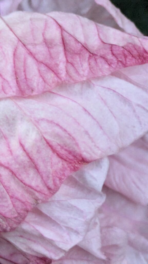Extreme close-up of pink and white hibiscus flowers.