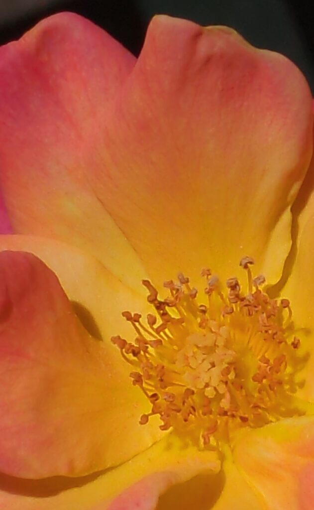 Extreme close-up of a vibrant pink and yellow rose.