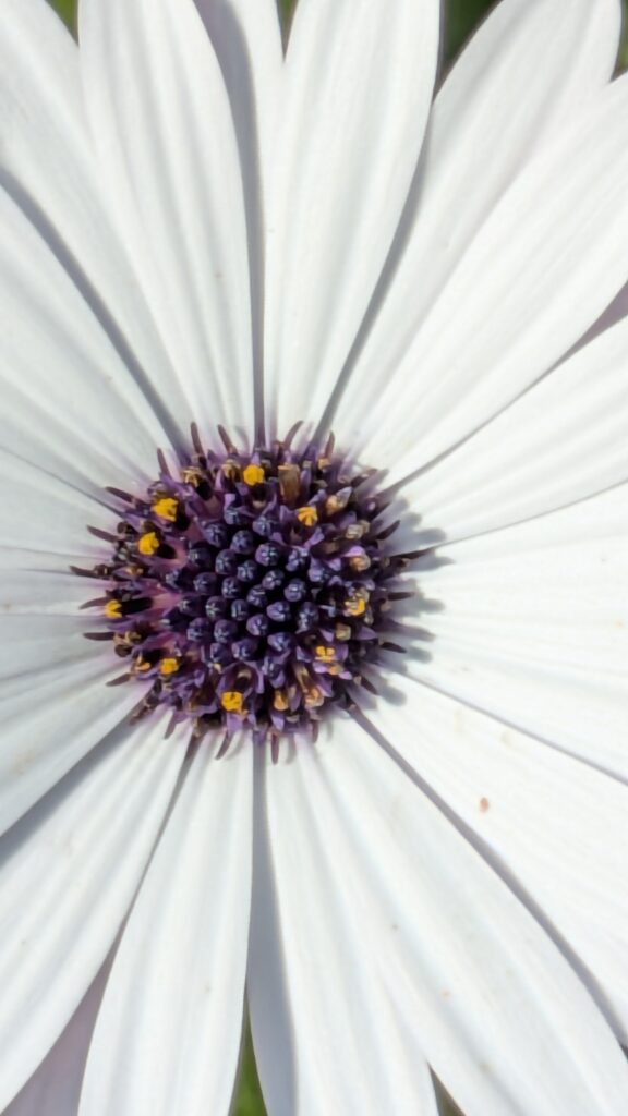 Extreme close-up of a white African daisy's purple center.