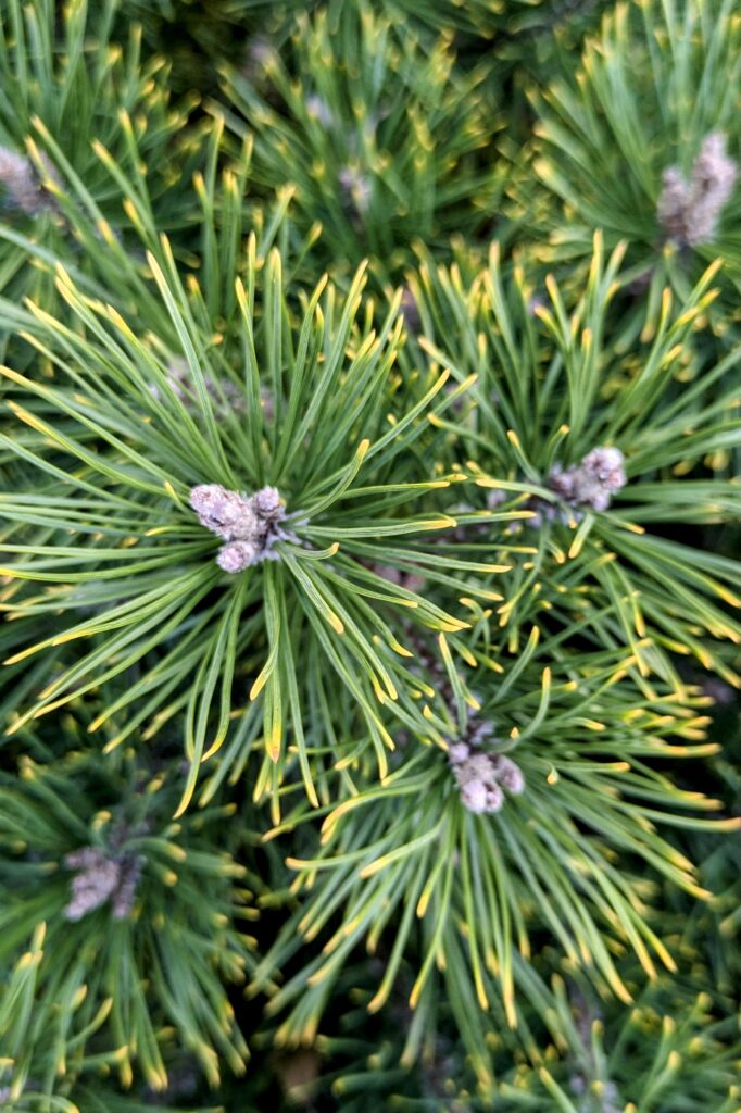 A close-up of dwarf pine needles with yellow tips.