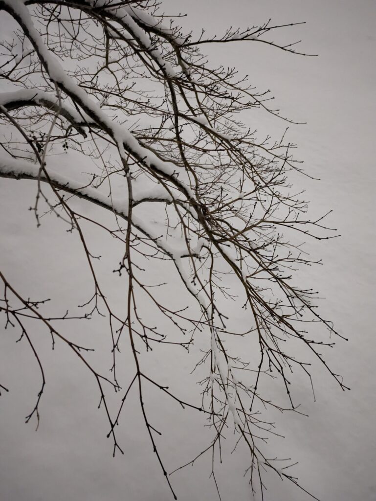 Snow-dusted bare tree branches against a soft white background.