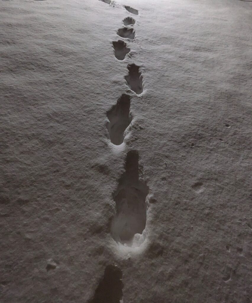 A line of deep boot prints in fresh snow.