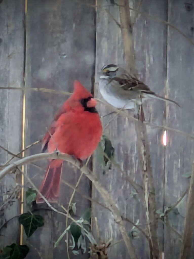 A red cardinal and a white-throated sparrow on branches.