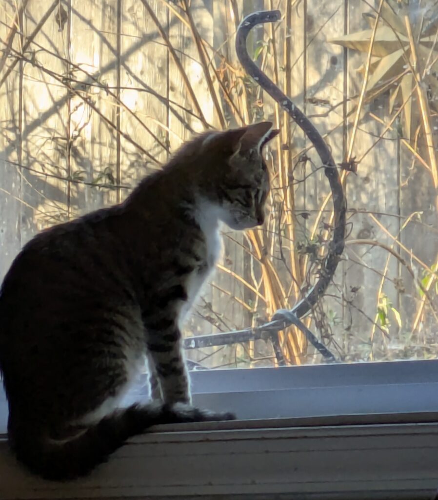 A young tabby cat watches intently from a sunlit window.