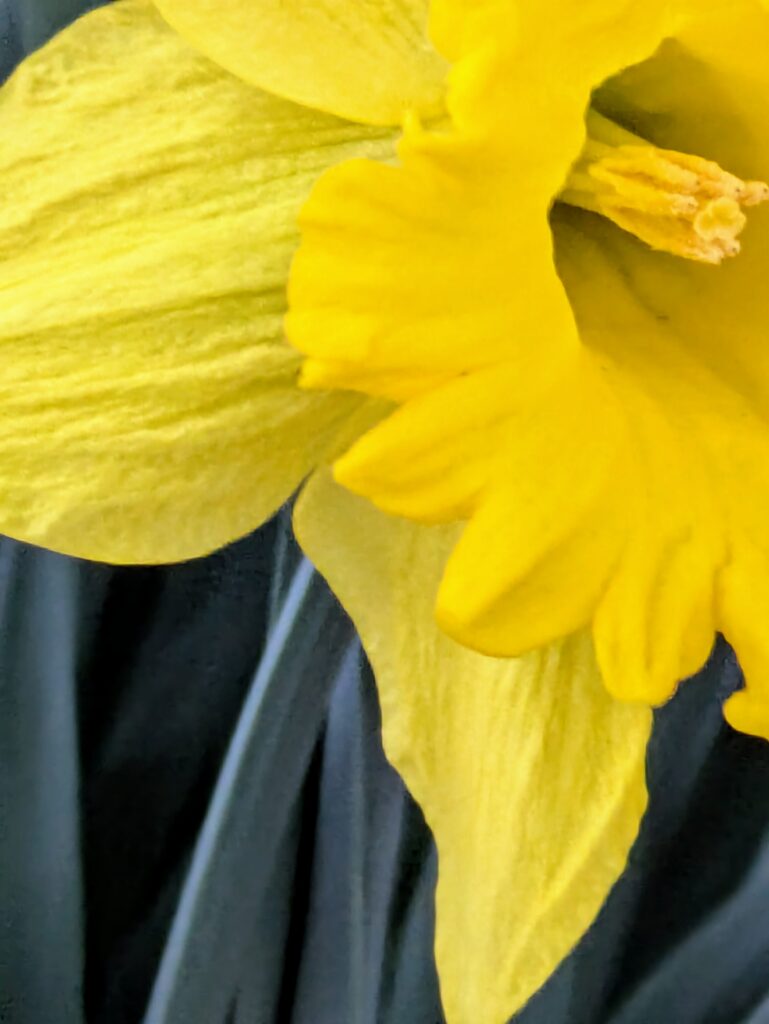 Extreme close-up of a brilliant yellow daffodil flower.
