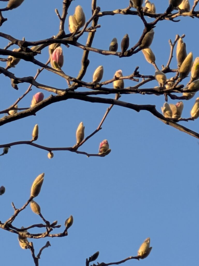 Fuzzy magnolia tree buds on bare branches against blue sky.
