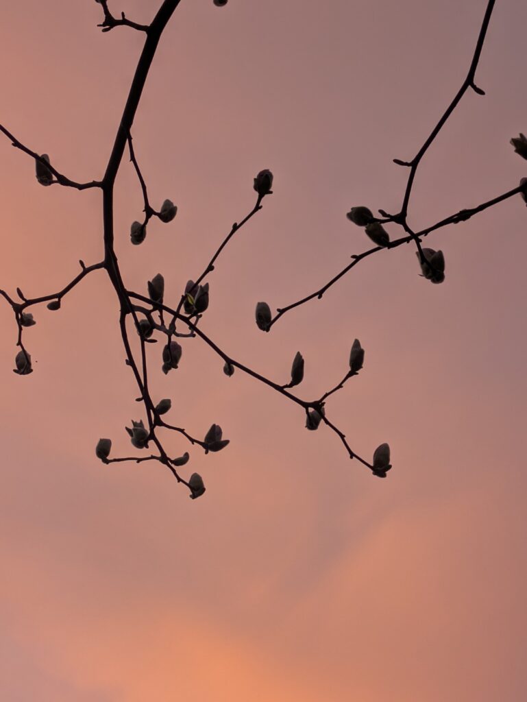 Silhouette of magnolia tree buds against a pink sunset.
