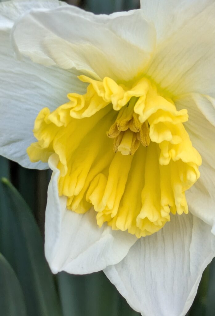 A macro photograph of a white and yellow daffodil.