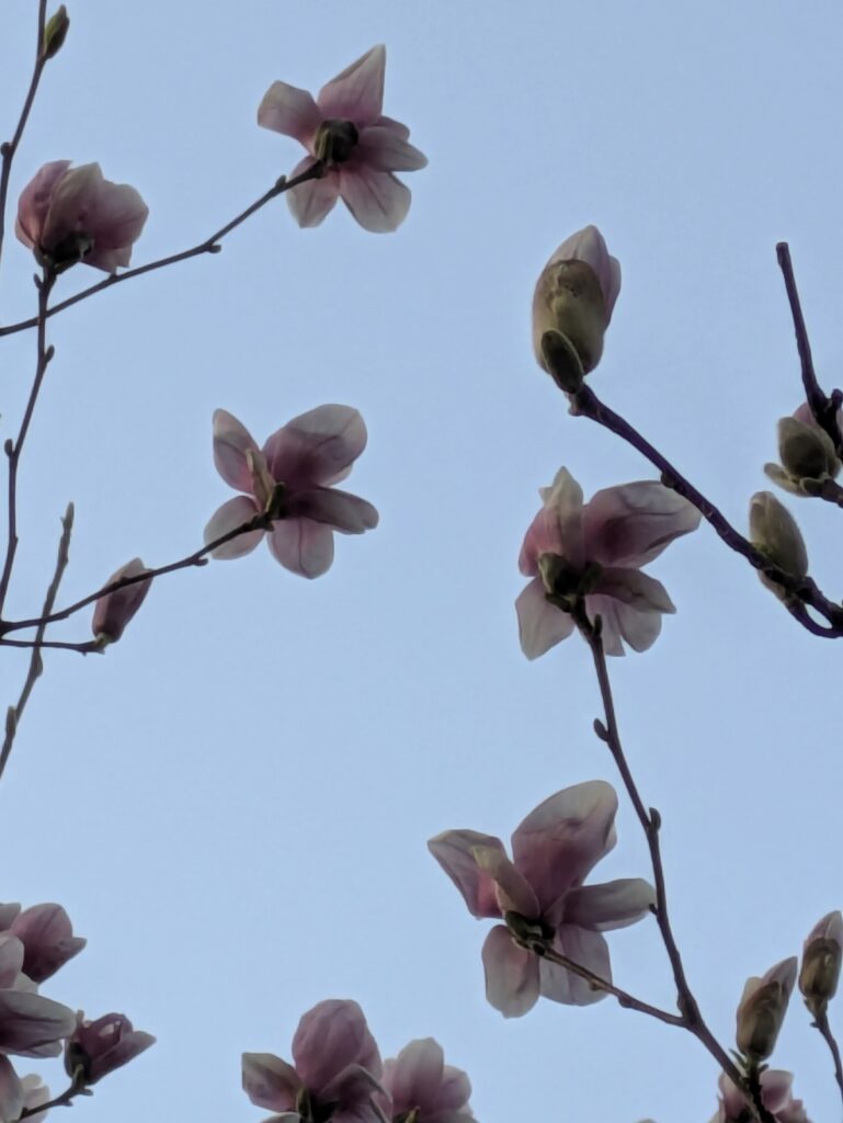 Pink saucer magnolia flowers blooming against a pale blue sky.