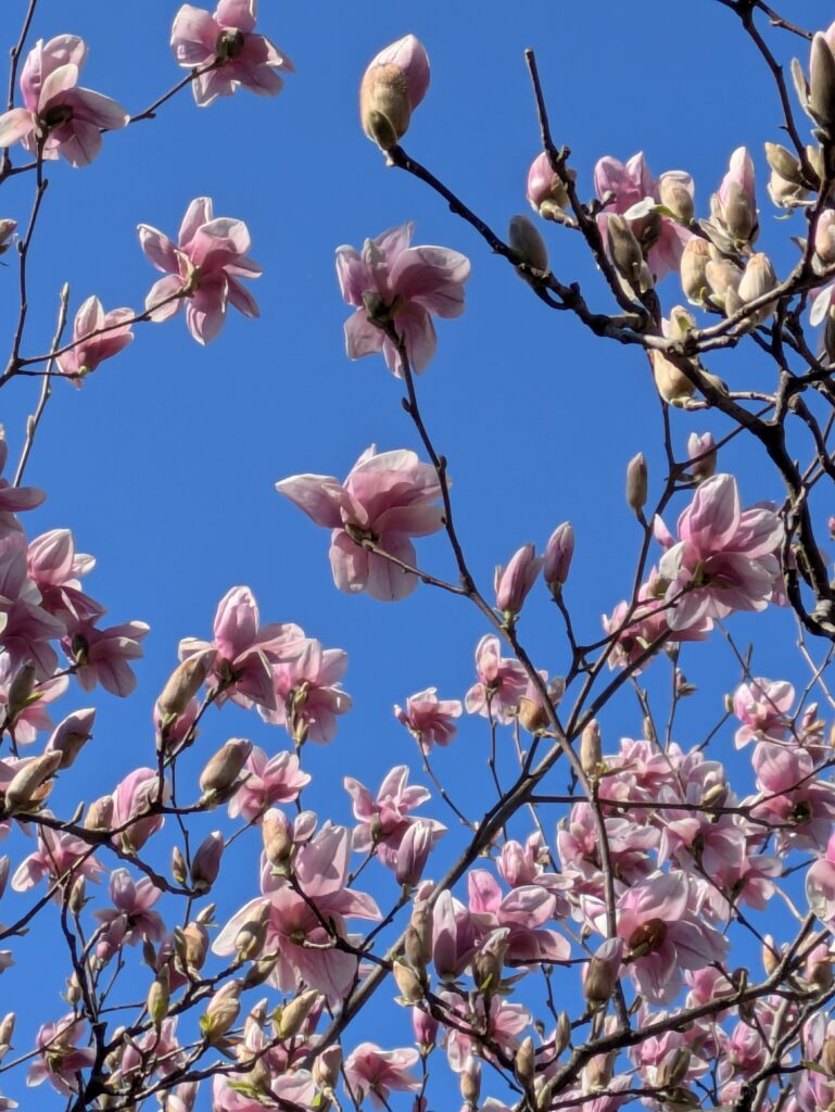 Pink magnolia flowers blooming against a bright blue sky.