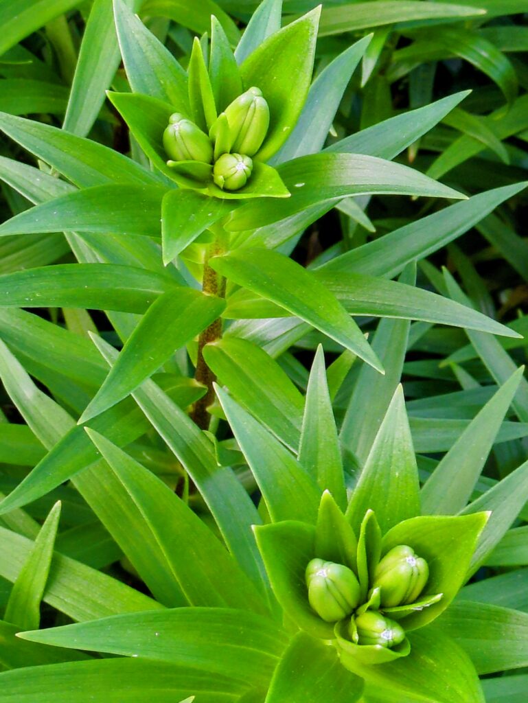 Lush green lily plants with unopened flower buds.