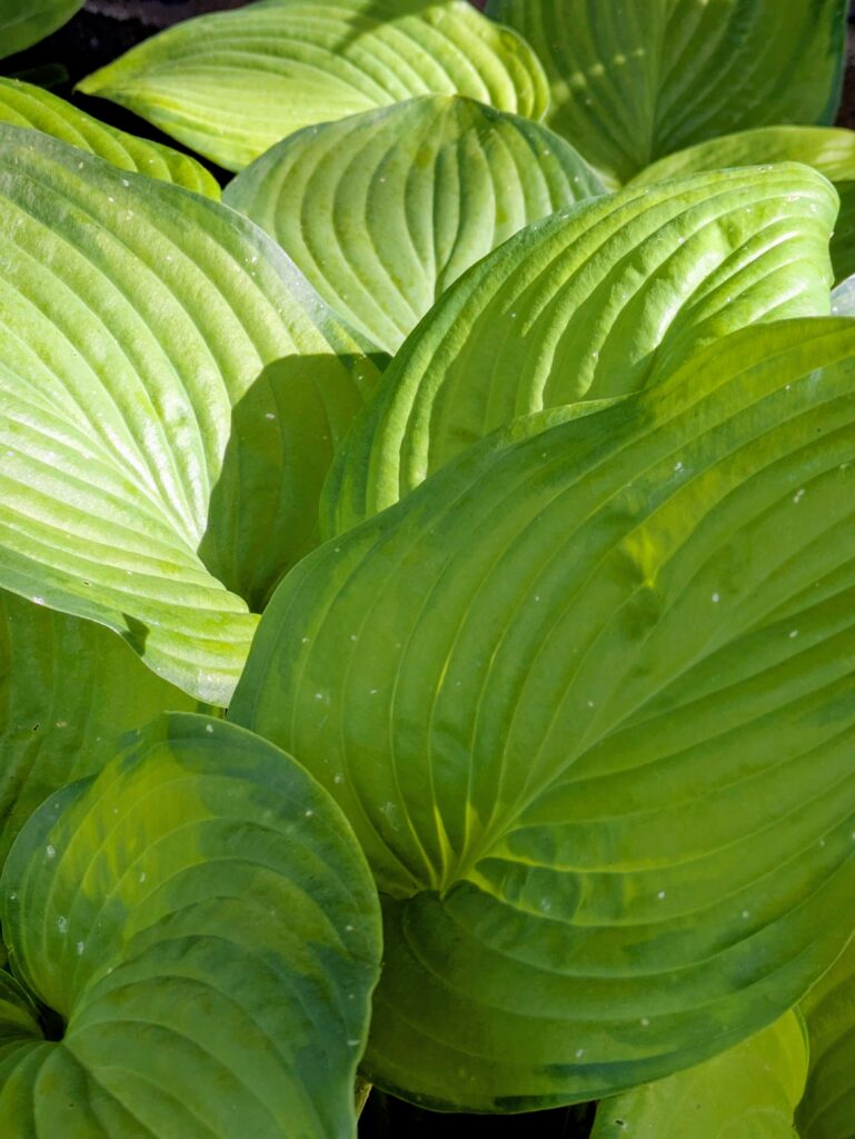Lush green ribbed Hosta leaves in dappled sunlight.