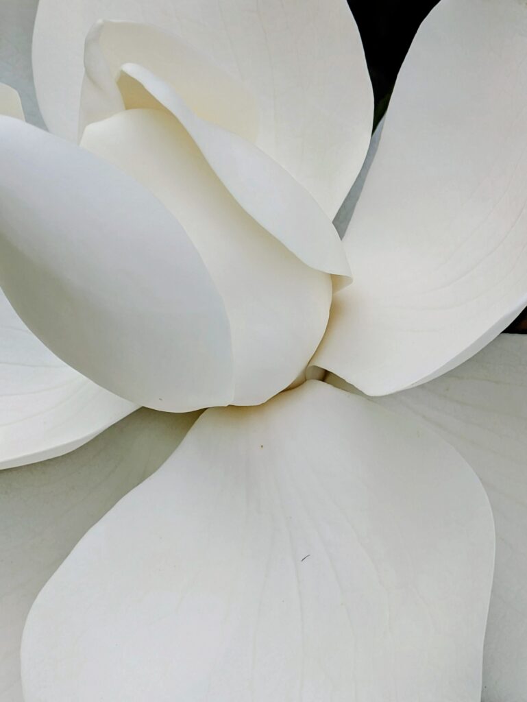Extreme close-up of a white Southern Magnolia flower bloom.