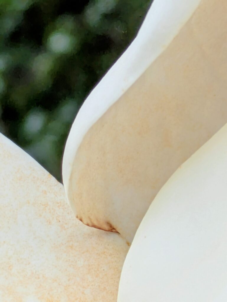 A close-up view of the porcelain-like flower of the Southern Magnolia.