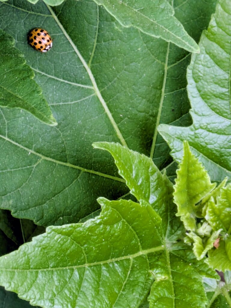 An Asian lady beetle on a large green leaf.