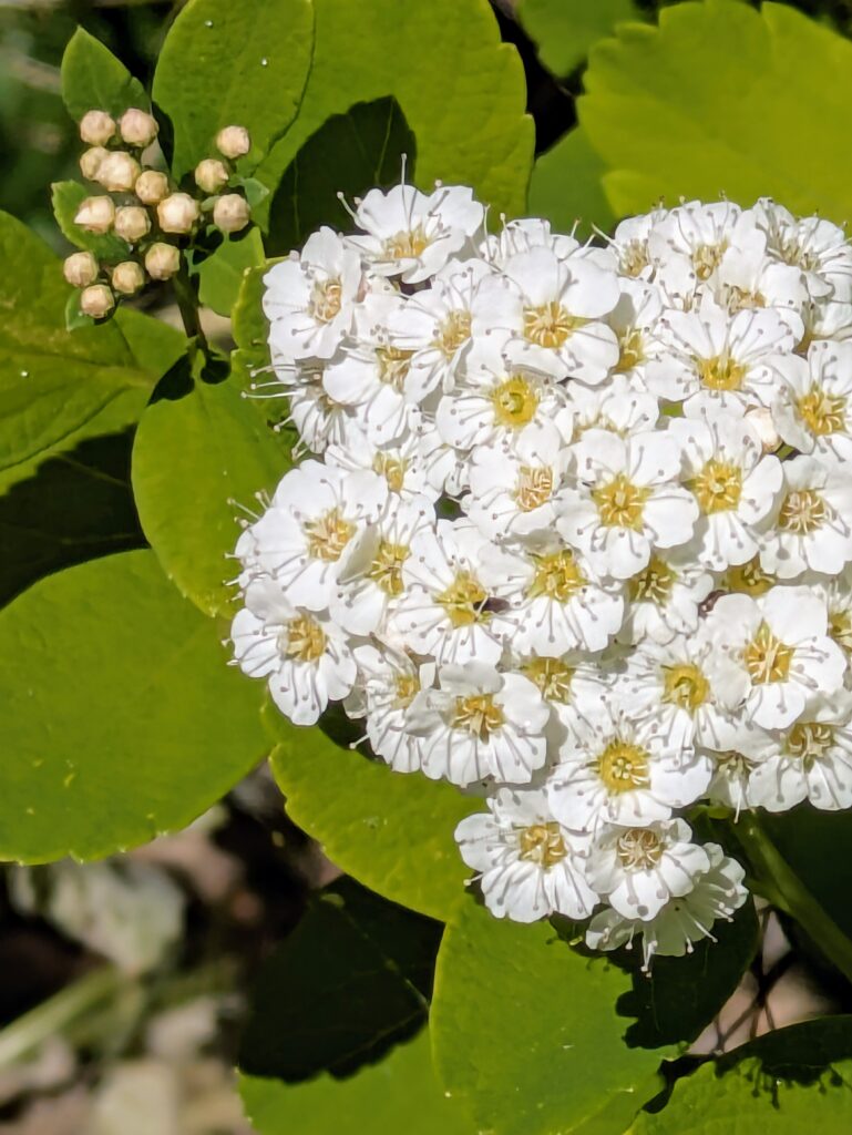 A close-up of white spirea flowers in full bloom.