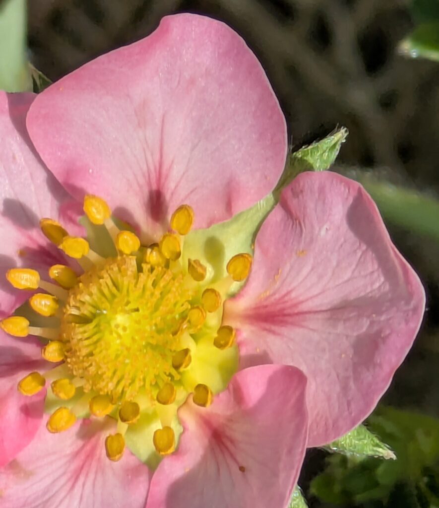 Macro shot of a pink strawberry blossom with yellow center.