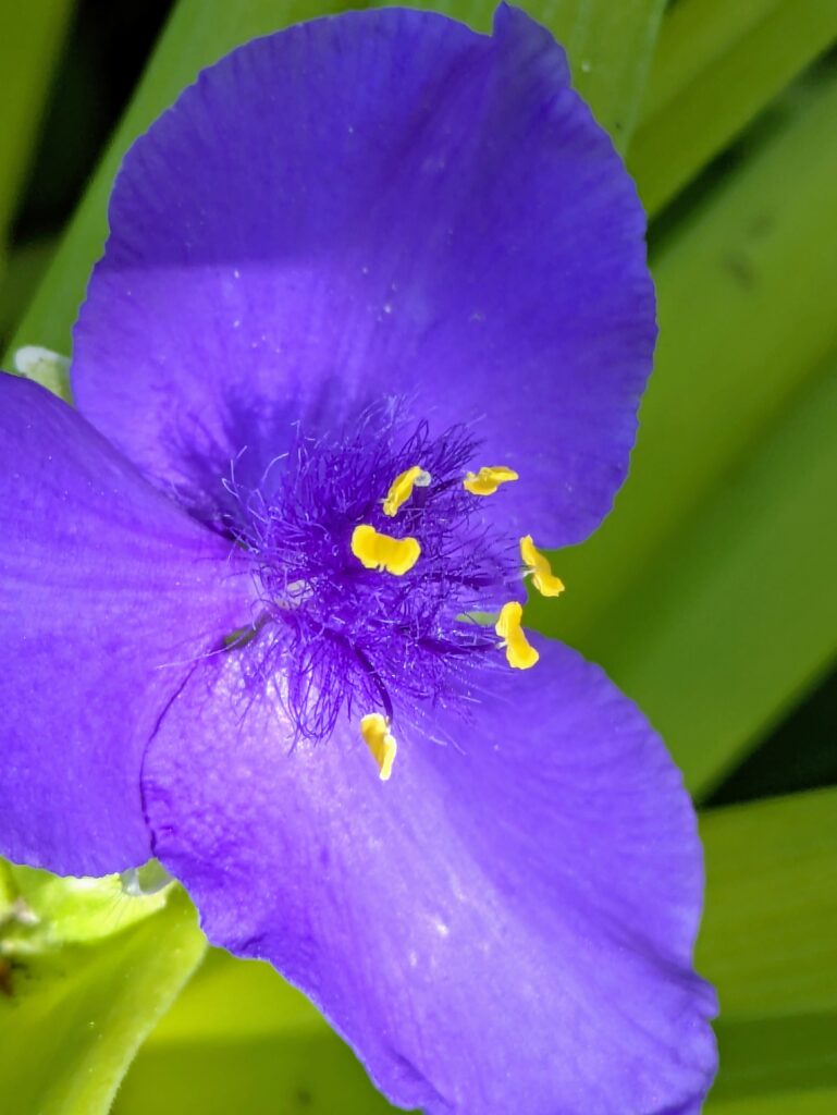 A macro shot of a purple Spiderwort flower's center.