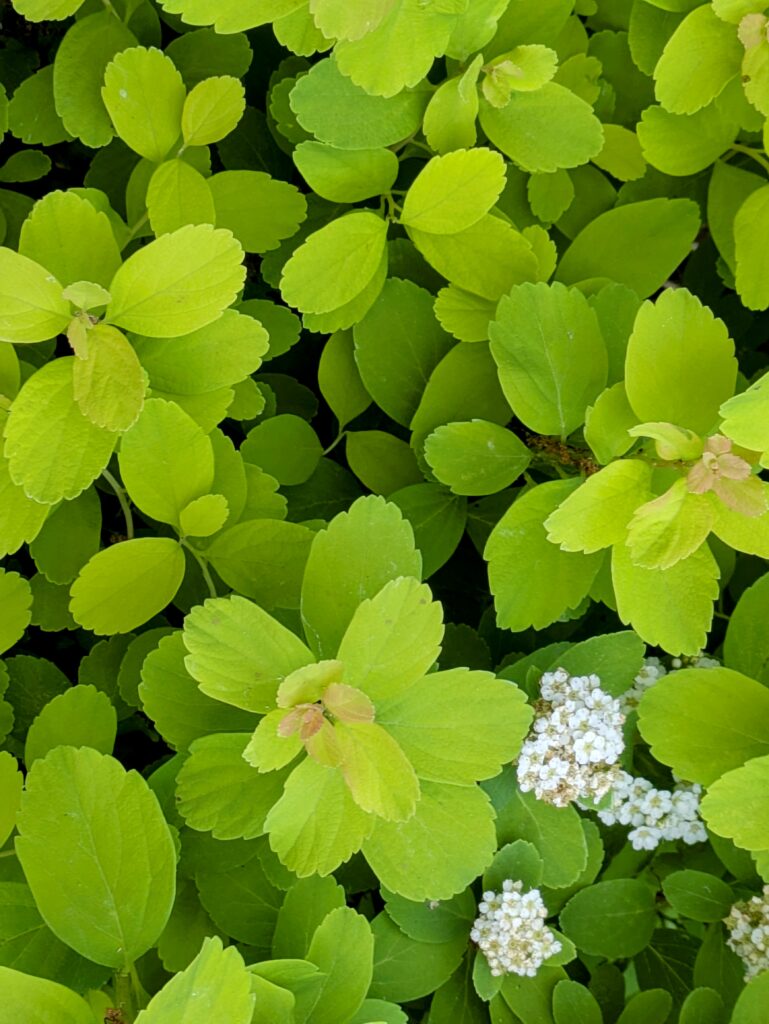 A close-up of a chartreuse Japanese Spirea shrub.