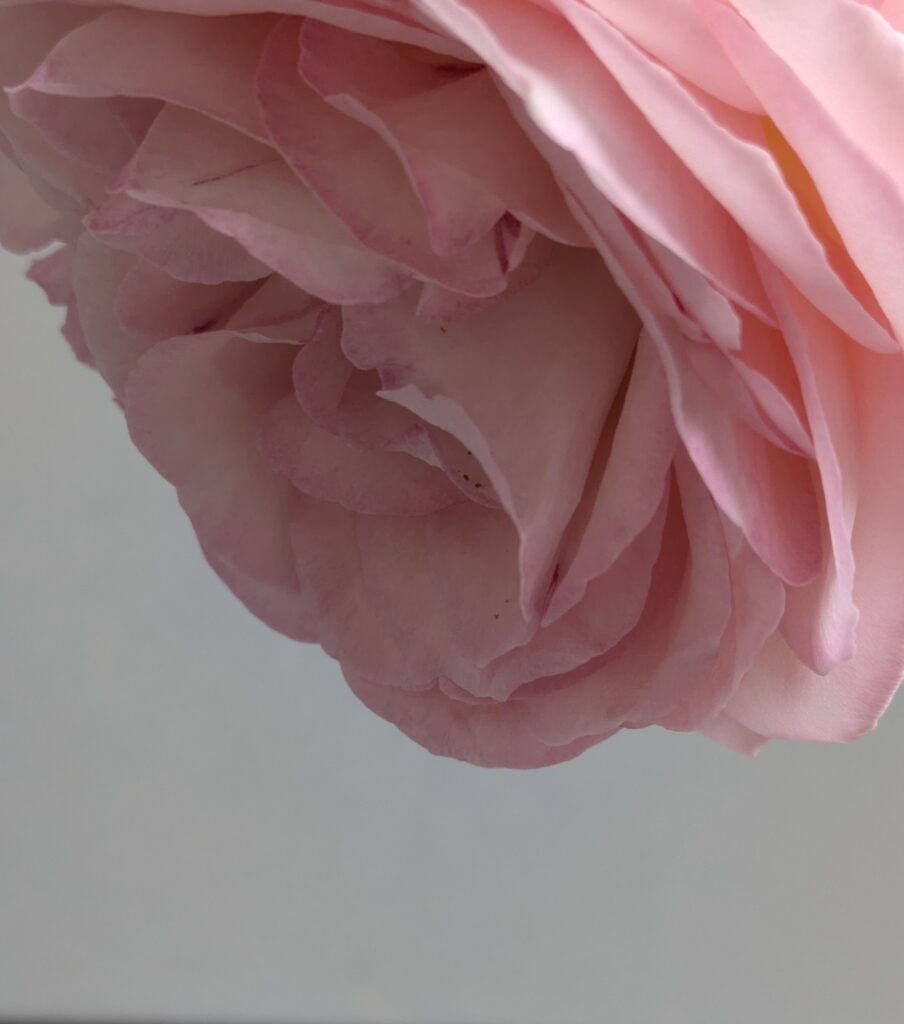 A close-up view of a soft pink rose hanging down.