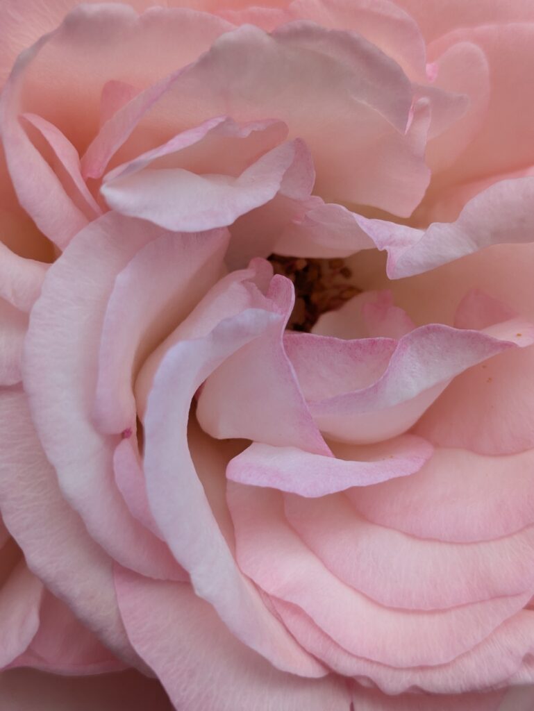 Extreme close-up of a soft pink rose's swirling petals.
