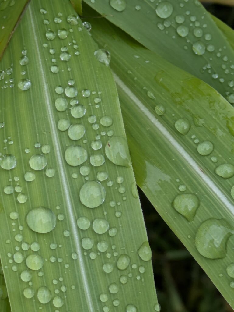 Close-up of morning dew on tall grass leaves.