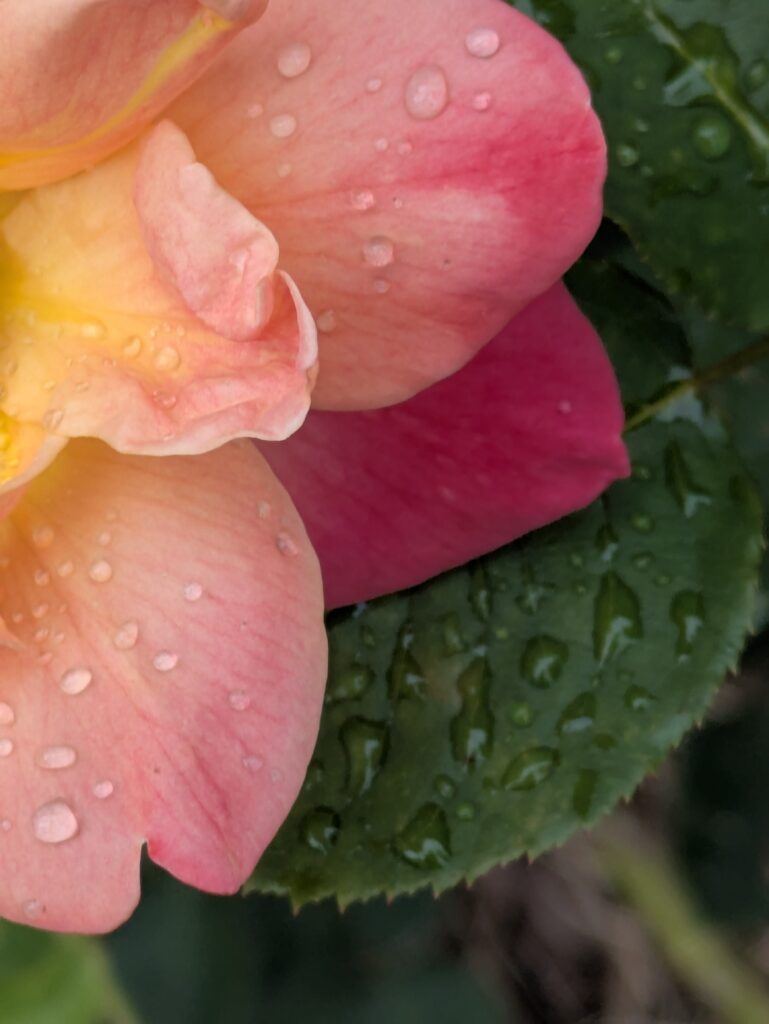 Close-up of a pink and yellow rose with raindrops.
