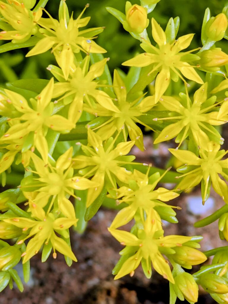 A macro shot of bright yellow, star-shaped stonecrop flowers.