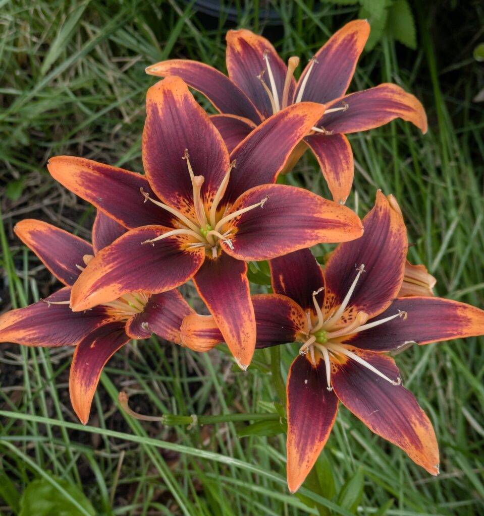 Dark maroon and orange Asiatic lilies in a garden.
