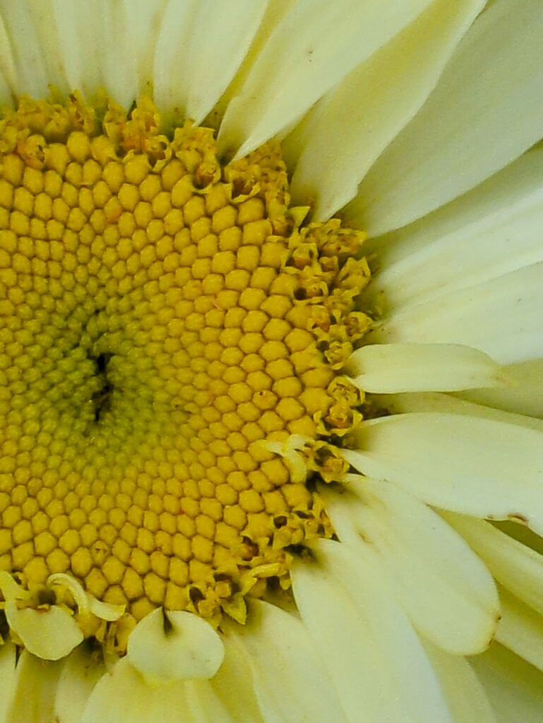 A detailed macro view of a daisy flower's center.