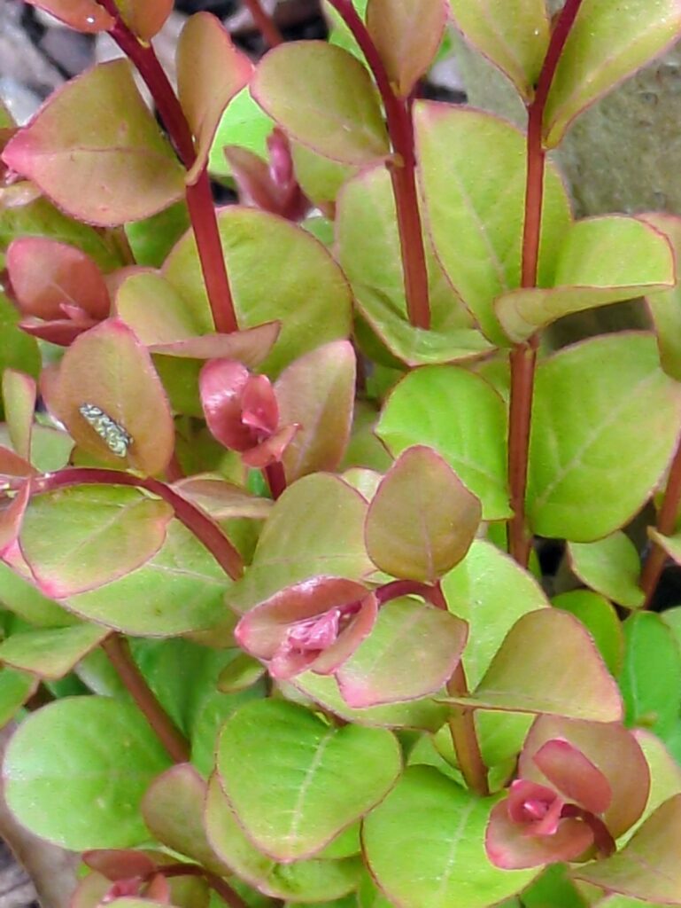Close-up of a red-stemmed plant with pink-tipped leaves.
