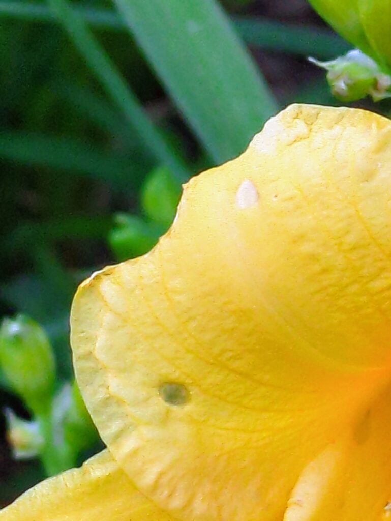 Close-up macro of a yellow daylily petal with blemishes.