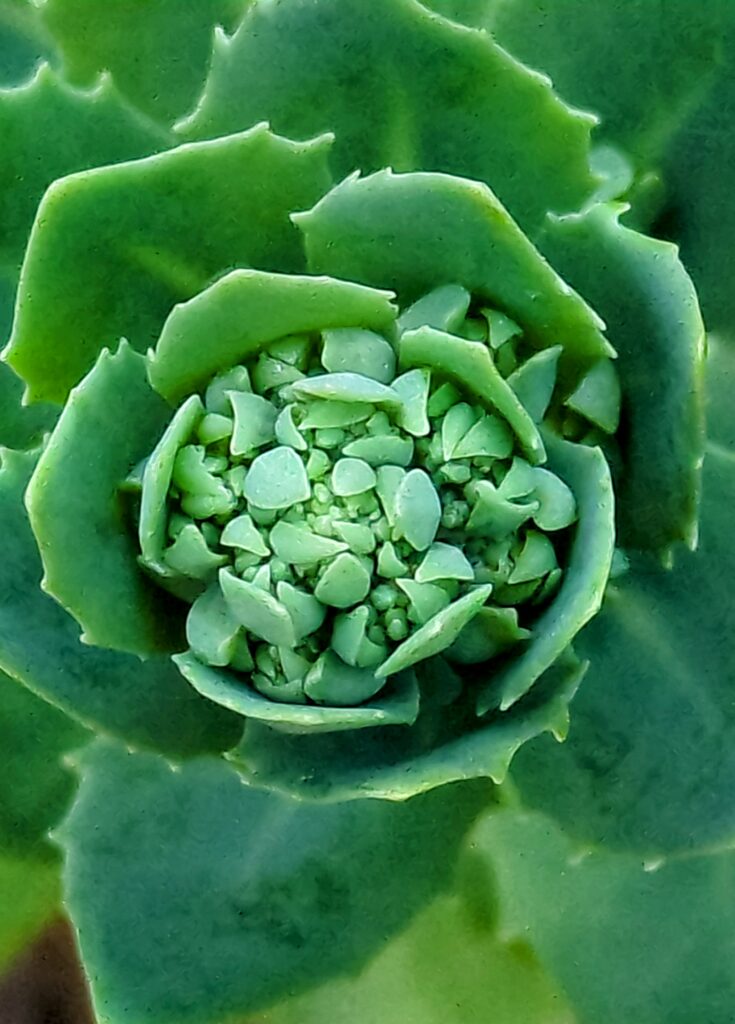 Overhead macro view of a green stonecrop succulent plant.
