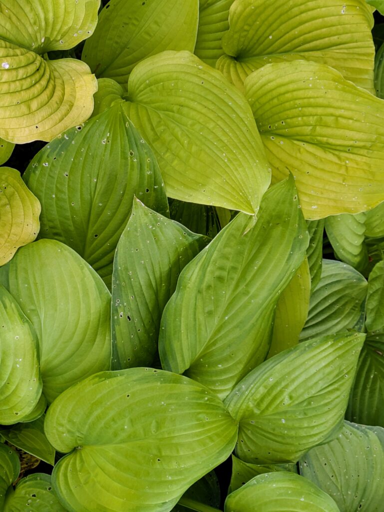 Lush chartreuse hosta plant leaves fill the frame.