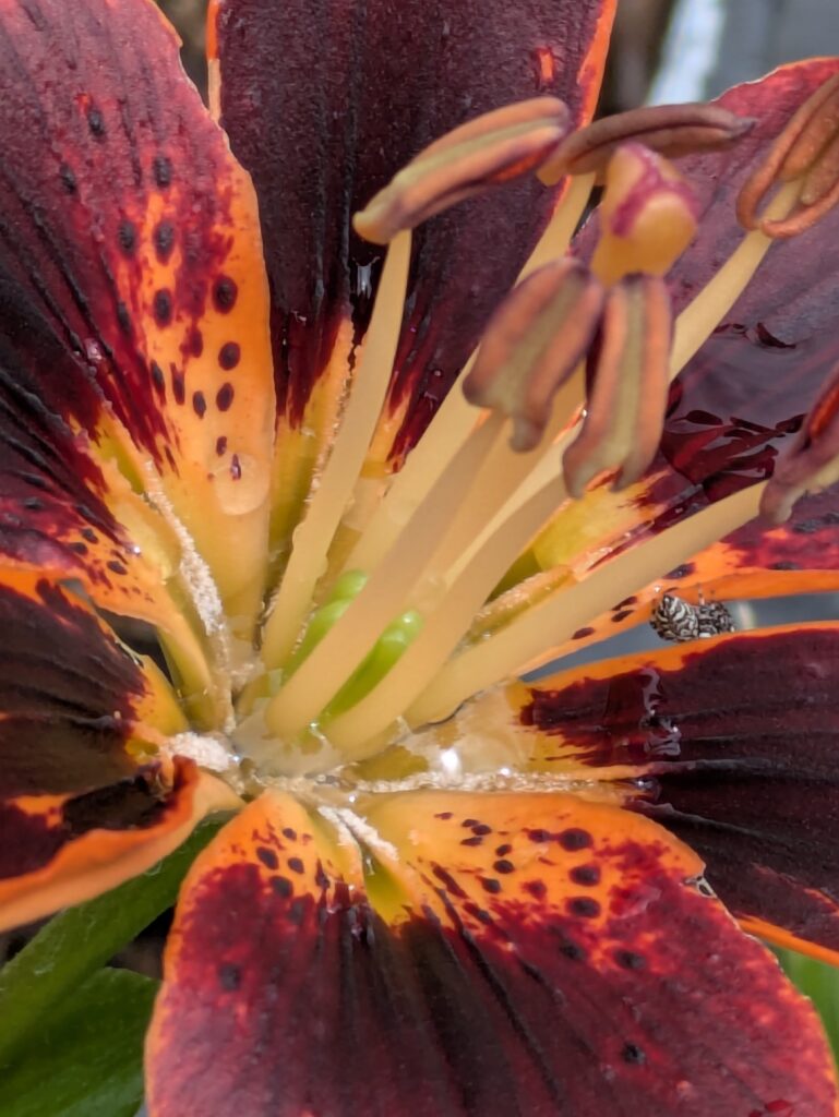 Macro photo of a dark, spotted lily with spider.