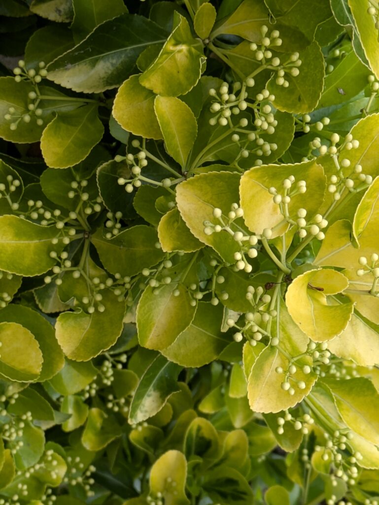 Variegated Euonymus shrub with clusters of light green buds.